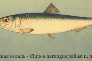 Śledź belomorsk lub niebo